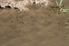 Oreochromis mossambicus