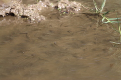 Oreochromis mossambicus