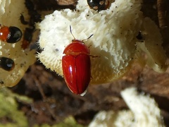 Mycotretus