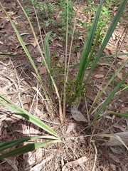 Dianella brevipedunculata