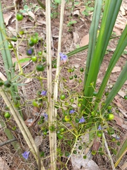 Dianella brevipedunculata