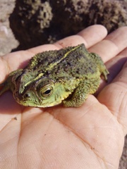 Rhinella dorbignyi