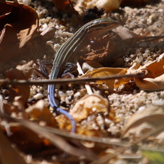 Aspidoscelis hyperythrus