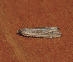 Bactra