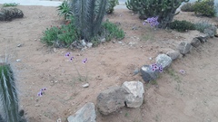 Leucocoryne purpurea