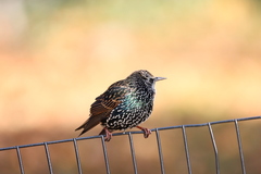 Sturnus vulgaris