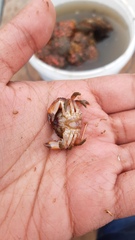 Pilumnoides perlatus