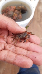 Pilumnoides perlatus