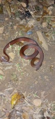 Stenorrhina degenhardtii