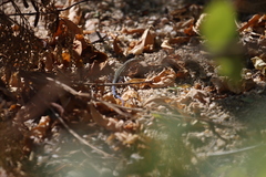 Aspidoscelis hyperythrus