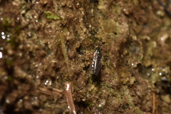 Dolichopodidae