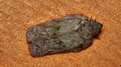 Flatoidinus punctatus