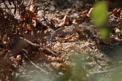 Aspidoscelis hyperythrus