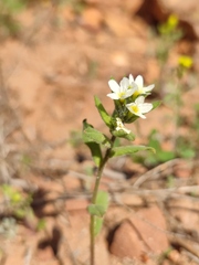 Buglossoides czernjajevii