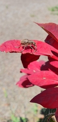Pantomorus cervinus