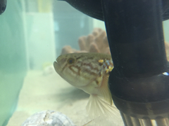 Dormitator maculatus