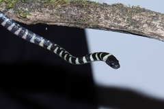 Oxyrhopus clathratus