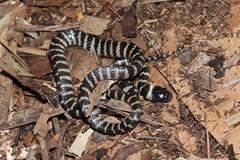 Oxyrhopus clathratus
