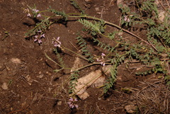 Astragalus flexuosus flexuosus