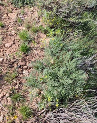 Prangos odontalgica