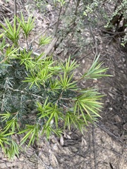 Cyathodes glauca
