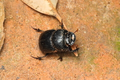Dichotomius carolinus