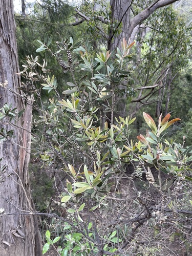 Image of Melaleuca pallida by (c) Matt Berger, some rights reserved (CC BY)