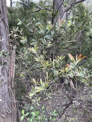 Melaleuca pallida