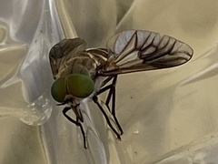 Scaptia