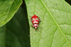 Omophoita sexnotata