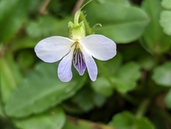 Viola nagasawae