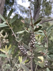 Melaleuca pallida