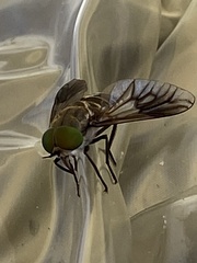 Scaptia