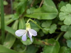 Viola nagasawae