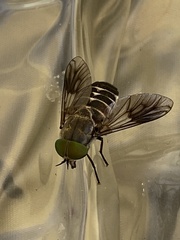 Scaptia