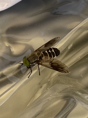 Scaptia