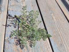 Prangos odontalgica