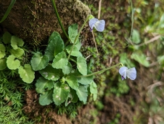 Viola nagasawae