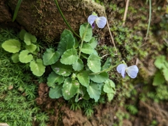Viola nagasawae