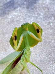 Choeradodis rhombicollis