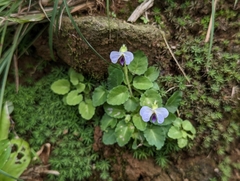 Viola nagasawae