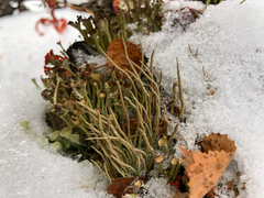 Cladonia cornuta