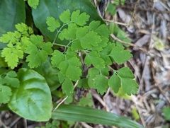 Corydalis balansae