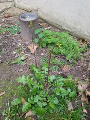 Youngia