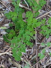Corydalis balansae