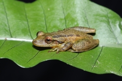 Scinax tymbamirim