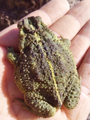 Rhinella dorbignyi