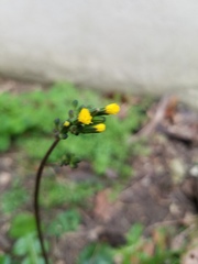 Youngia