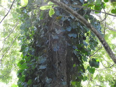 Philodendron hederaceum