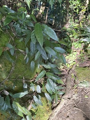 Ficus sarmentosa nipponica